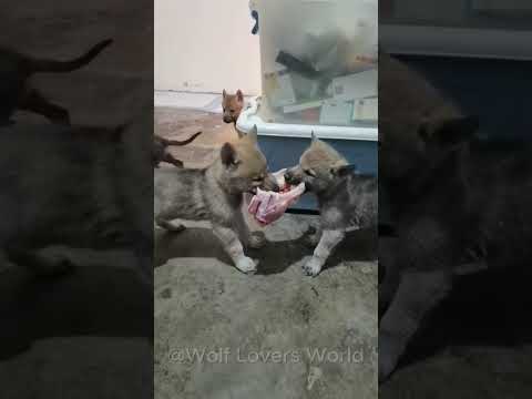 It’s Feeding Time for These Hungry Wolf Pups! #wolf #wolfpups #wolfdog #shorts