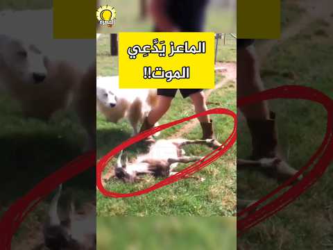 الماعز يَتظاهر بالموت! #حيوانات #الحيوان #animals  #ماعز #الماعز #goat #faintinggoats #thegoat