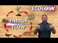 Understanding Food Webs and Ecosystems