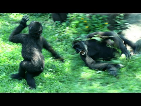 Gorill Ringo cute twirling,back roll,play with funny Jabali金剛猩猩Ringo可愛旋轉,後滾翻卡卡的,和搞笑Jabali玩好嗨 サムネイル