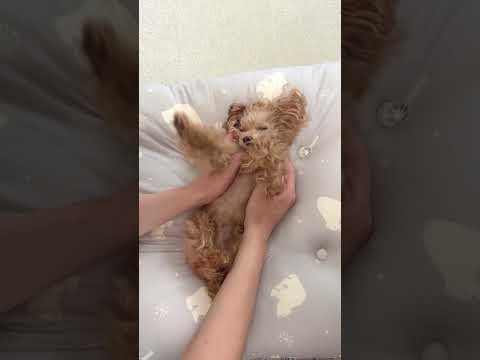 へそ天でされるがままの犬がかわいいw
