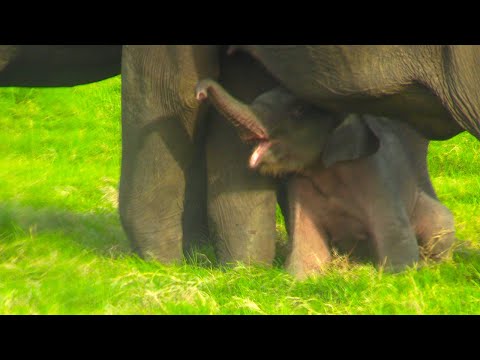 Baby elephants love to cuddle