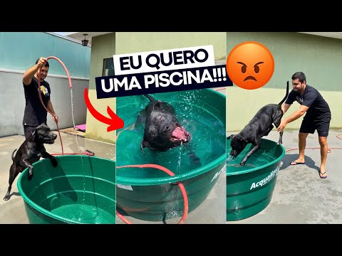 GANHEI UMA CAIXA D’ÁGUA PRA NADAR EM VEZ DE UMA PISCINA 😭💔 e os gatos ganhou um parquinho! 😤