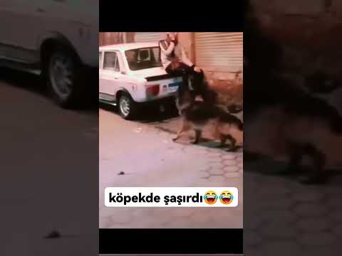 Şaşıran köpek viral oldu!. #funny #keşfetbeniöneçıkar #viralvideo #comedy