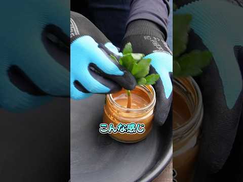 誰でも簡単!菊の挿し芽テクニック🌱【初心者OK】
