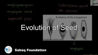 Evolution of Seed