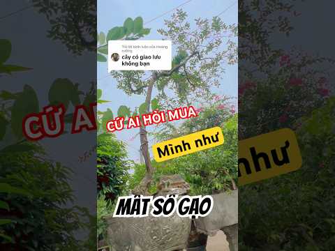 Mình bị đơ khi Khách hỏi mua cây tường Vy này #tuanbonsai  #caytuongvy