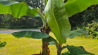 love my banana plant 🪴