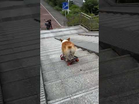 Annana Pathiya Vibe Mix-Outstanding 🐶(P@C).....(Shorts@Video)Dog Dance.....Song