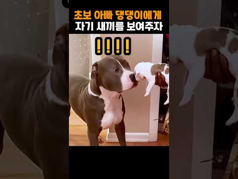 초보 아빠 댕댕이에게 자기 새끼를 보여주자