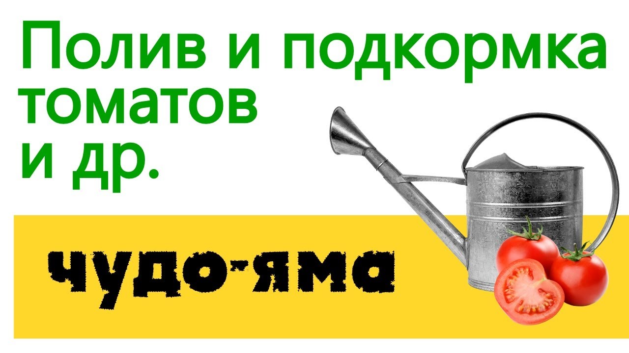 Универсальный способ полива подкормки томатов и др