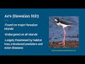 Hawaiian Wildlife and Ecosystem Challenges