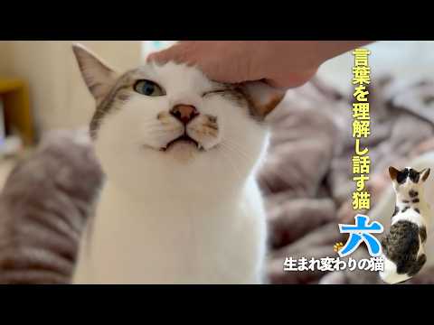 おしゃべり猫の六は、こんなに言葉を理解して、しゃべる猫なんです。猫と子供のいない夫婦の親子のような日常 | [生まれ変わりの猫] 六