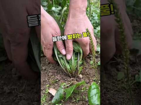 질경이 #차전초 #차전자 #질경이효능 #질경이차 #약초차 #기관지건강 #목건강 #눈건강 #장건강 #환절기건강 #야생약초 #산야초 #전통약초