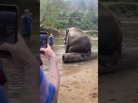 elephant core 🐘 #funny #funnyanimal #animals