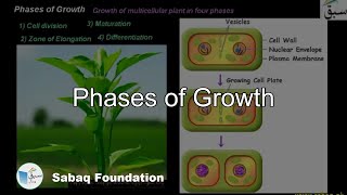 Phases of Growth