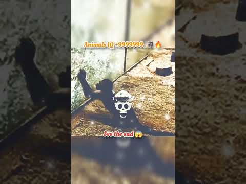 wait for end 😱 #trending#animals#wildlife#lion#shorts#youtube