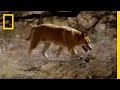 Dingo and Kangaroo Behavior Analysis