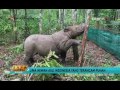 Hewan Asli Indonesia yang Terancam Punah