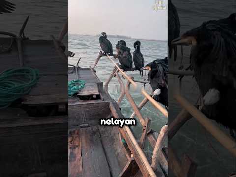 Burung Pintar Penghasil Harta Karun #shorts #viralvideo