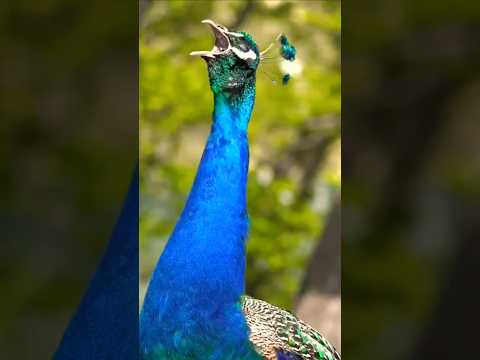 मयूर 🦚 #peacock #मोर #peafowl #peacocksound #ytshorts #shortsfeed #shortsviral #nature#peacockdance