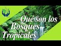 Características y Tipos de Bosques Tropicales