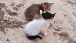 The story of two abandoned kittens and a stray dog