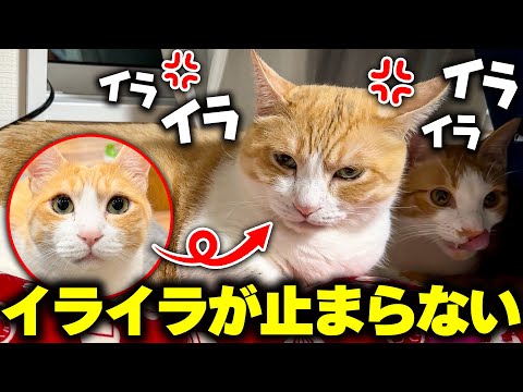 猫の動画サムネイル - 普段は温厚で優しいロビンが、なぜかイライラが止まらなくなってしまいました…