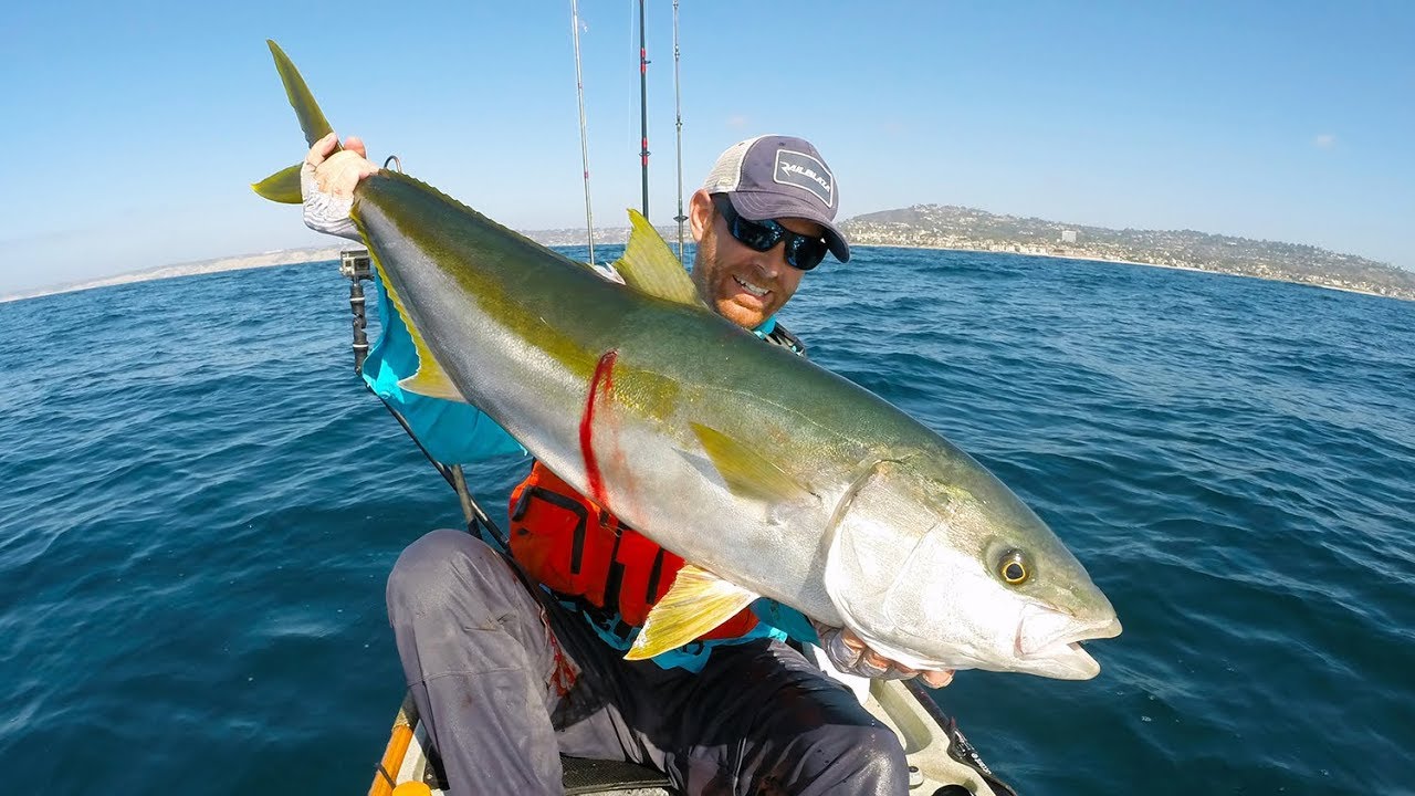 Kayak Fishing for BIG Yellowtail #FieldTrips West Coast