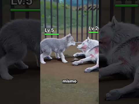 El lobo tiene mucha hambre 😭