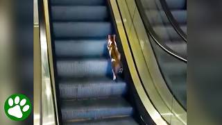 Kind Man Helps Cat Stuck On Escalator