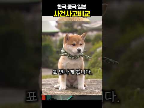 한중일 문화 비교 만일 음료수 트럭이 전복된다면 한중일 사람들은 어떤 반응들을 보일까? #shorts #한중일비교 #중국어로