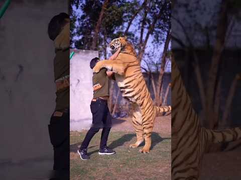 How Much Does a Tiger Cost 😱 #shorts #animals