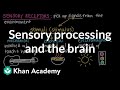 Understanding the Nervous System