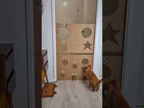 No cheat 😅 #chat #cat #cats #challenge #catfunny #funny #humour #drole #catlover #catlove #catvideos