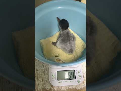 猫の動画サムネイル - 6/2ふ化🐣ジェンツーペンギン生後2日目