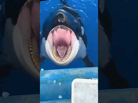 "Marshmallow oceans carry the dolphin fish into a world of comfort and hope."