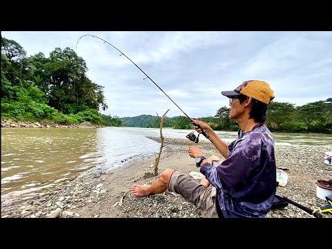 WOW! PANCING DITARIK TAWES BESAR, BIKIN KETAGIHAN