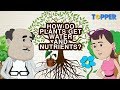 Plant Transport Systems and Processes