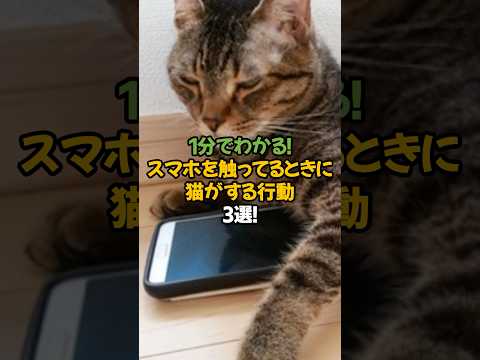【嫉妬!?】スマホを触ってるときに猫がする行動3選!🐾1分で解説! #shorts #猫 #雑学