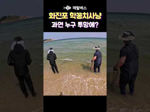 학꽁치떼를 보고 융단폭격을 했는데 과연 누구의 투망에 고기가? 화진포해수욕장 바다투망달인,화진포해변 학꽁치투망낚시,한국투망협회 #castnet #fishing #playpesca