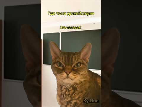 Где-то на уроке истории #мем #котики #рек #shorts