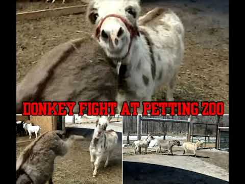 DONKEY FIGHT at the Petting Zoo