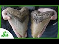 Megalodon: The Giant Shark's Life and Extinction