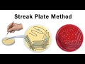 Agar Plate Incubation and Inoculation Techniques