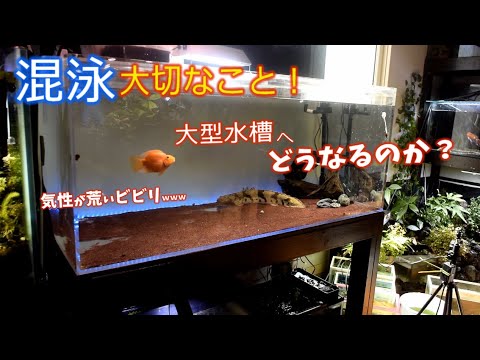 さぼりｃｈの最新動画 Youtubeランキング