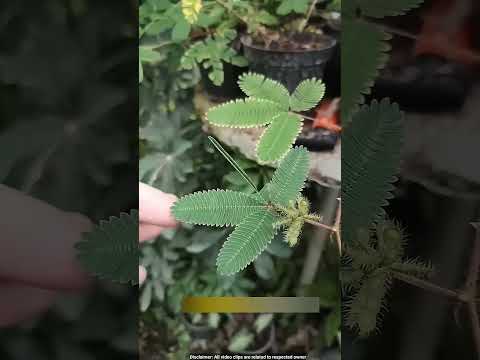 ⚡⚡ఈ ఆకులను ఎప్పుడైనా ముట్టుకున్నారా |⚡Interesting Facts