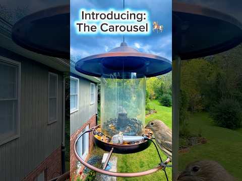 Introducing The Carousel 🎠