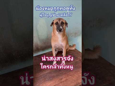 ใครทิ้งหนู น้องหมาถูกทิ้ง พร้อม🪲🪲🪲เต็มตัว #สัตว์เลี้ยง #หมา #สุนัข #ขอบคุณครับ tiktok.com/@jarawan12