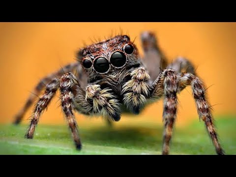 Meet the Tiny Creatures Hiding in Plain Sight